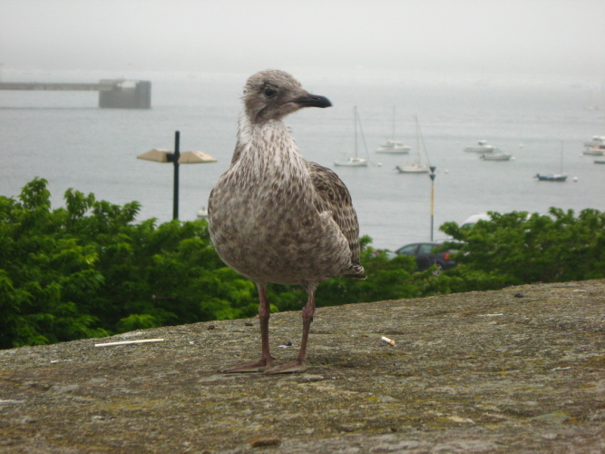 Diapositive Bretagne_019.jpg (173ko)