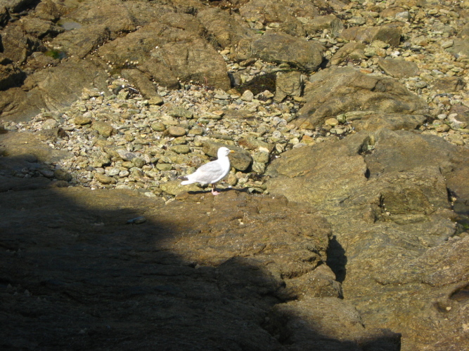 Diapositive Bretagne_178.jpg (251ko)