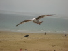 Vignette Bretagne_030.jpg 