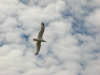 Vignette Bretagne_061.jpg 