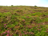 Vignette Bretagne_079.jpg 
