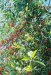 Vignette cherries.jpg 