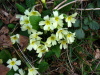 Vignette 2008-03-08_11.jpg 