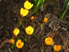 Vignette 2008-03-08_18.jpg 