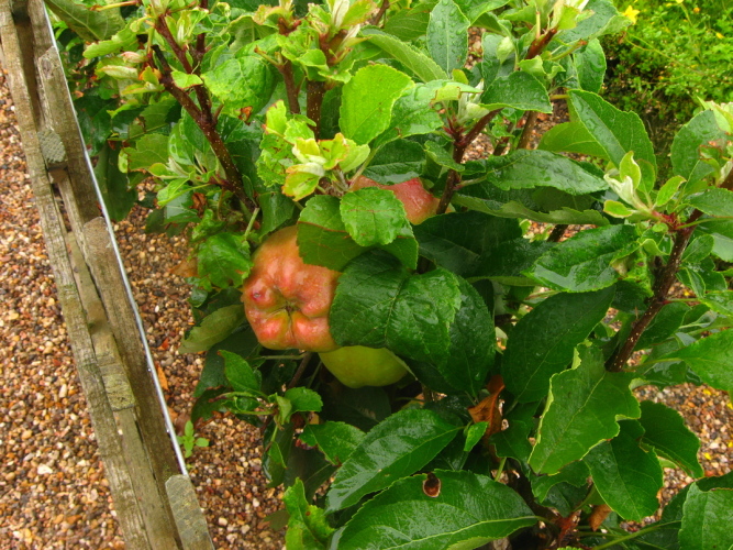Diapositive Touraine_102.jpg (290ko)