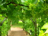 Vignette Touraine_091.jpg 